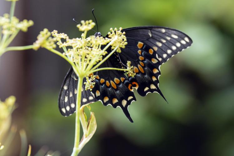 Black swallowtails are mimics of poisonous pipevine swallowtails
