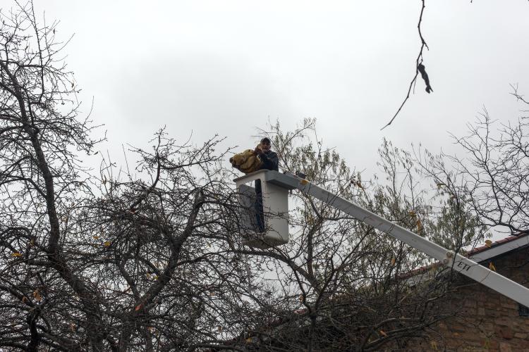 Bob Todd has just cut this hive from the tree.
