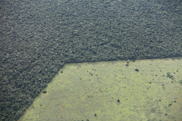 Habitat destruction: Forest converted to pastures. The Atlantic forest of coastal Brazil is among the most threatened habitats in the world. Photo courtesy of Rhett A. Butler, Founder of the non-profit tropical conservation forum, Mongabay