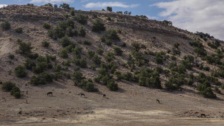 Two adult males and a juvenile burro in the Sinbad Herd on the San Rafael Swell