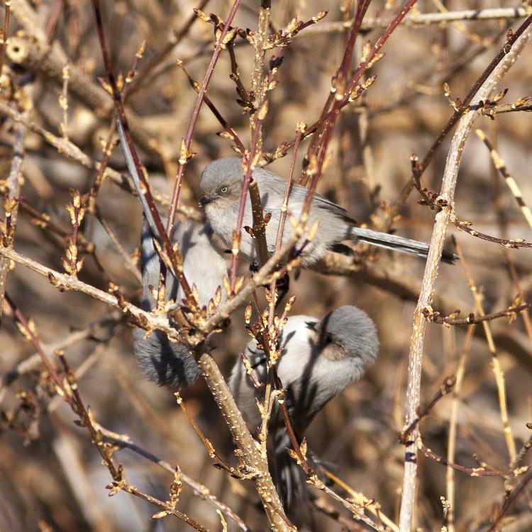 Bushtits