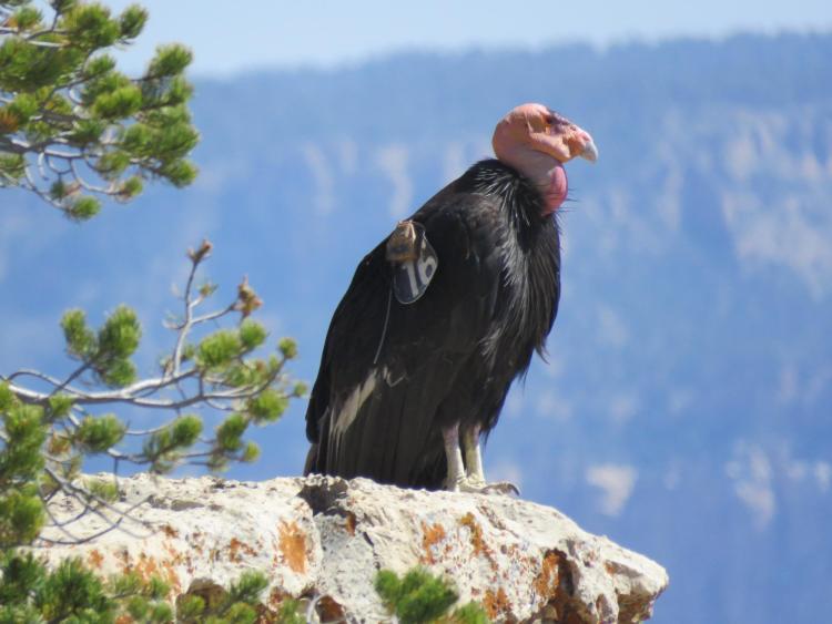 California condor
