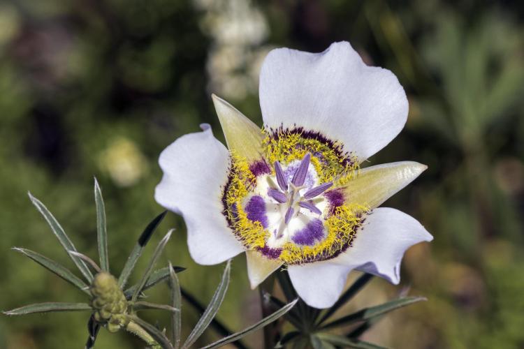 sego lily