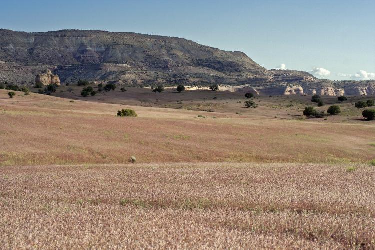 Cheatgrass forms a monoculture (nearly) that stretches for miles in Rabbit Valley, Colorado
