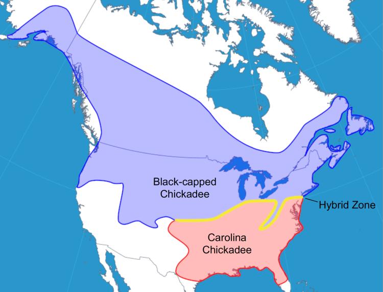 Chickadee ranges