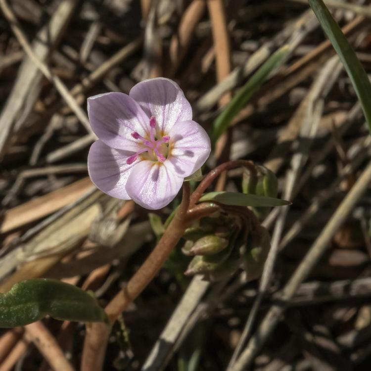 Claytonia rosea