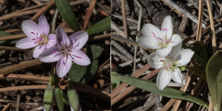 Claytonia rosea