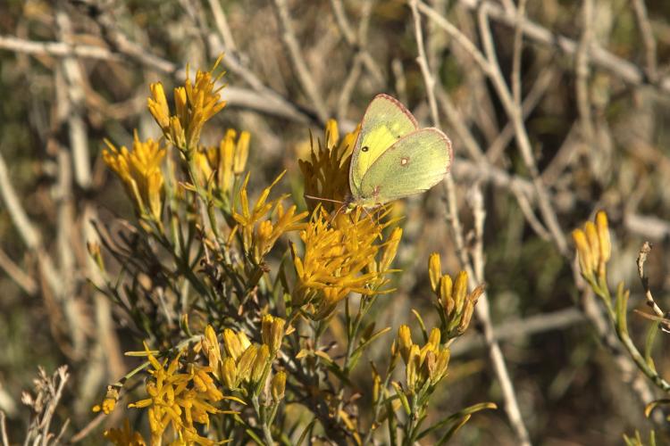 rabbitbrush