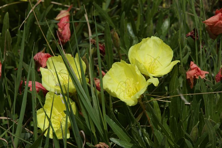 Cluster of yellow evening primroses