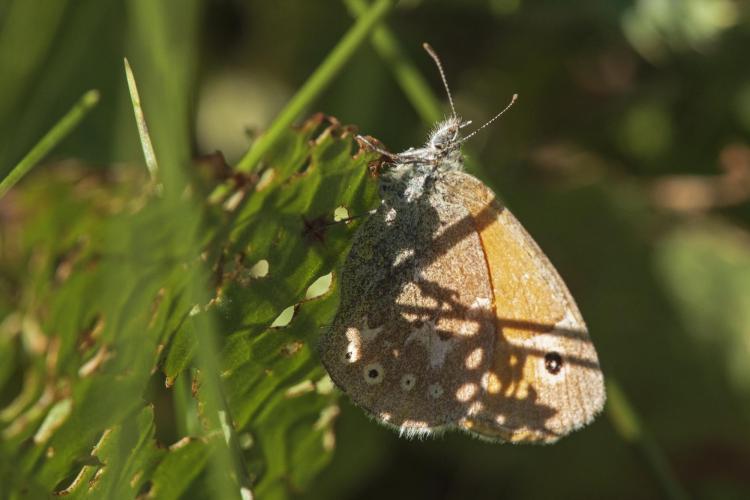 Common ringlet spots