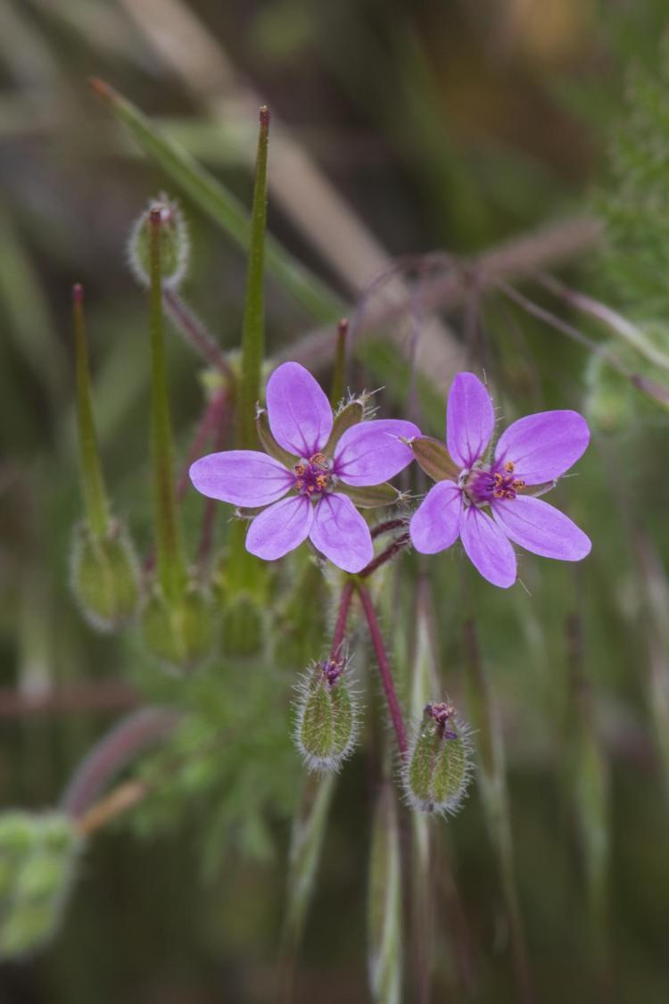 Common stork's bill seeds explode from the plant, find a fissure, and screw themselves underground