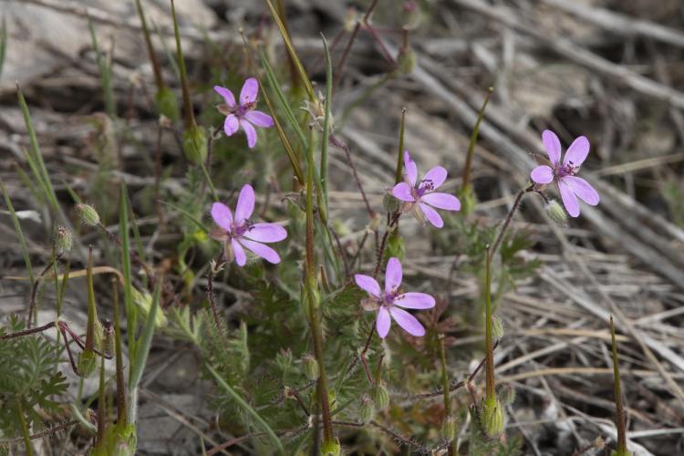 Common stork's bill seeds explode from the plant, find a fissure, and screw themselves underground