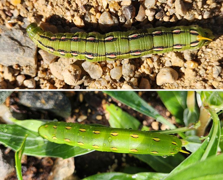 Composite sphinx moth larvae
