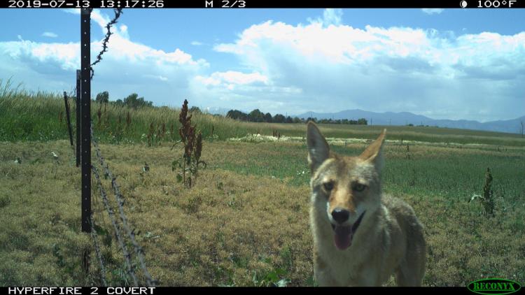 Coyote camera trap in Broomfield, CO