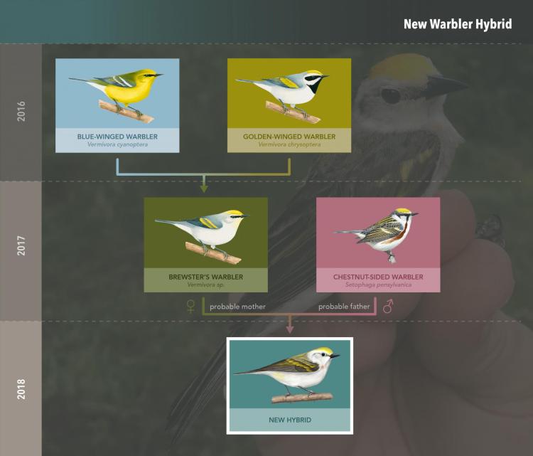 Warbler Hybrid Graphic from Cornell
