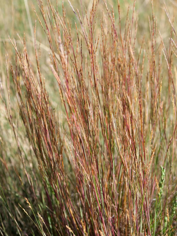 grass