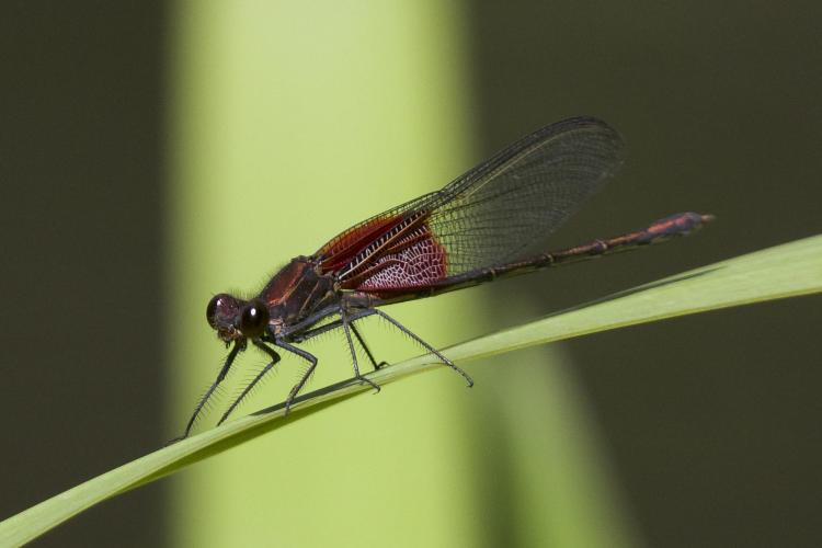 damselfly