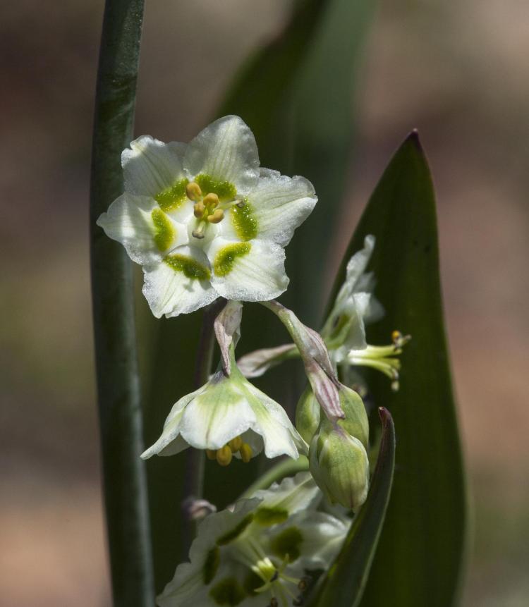 Death Camas