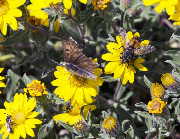pollinators