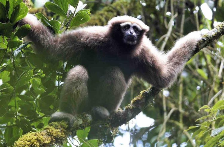 An Eastern hoolock gibbon (Hoolock leuconedys) - an endangered ape species found in Asia. Photo courtesy of Fan Pen Fei, Professor, Sun Yat-Sen University