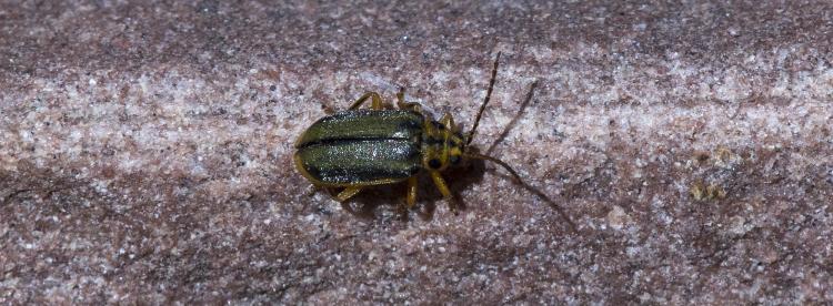 Elm Leaf beetle