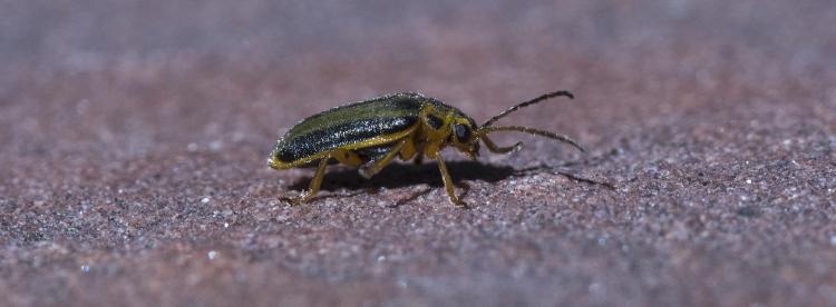 Elm leaf beetle