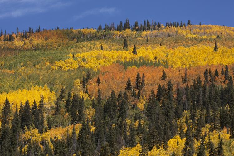 The aspen in Big Blue Creek display variation in both development and color of fall foliage.