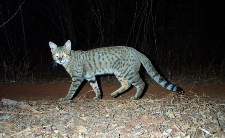 Forest Cat