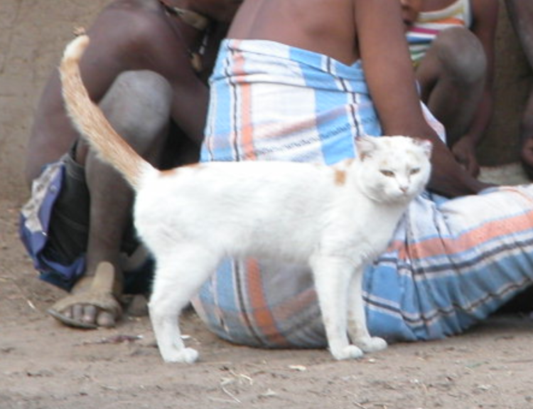 Village Cat