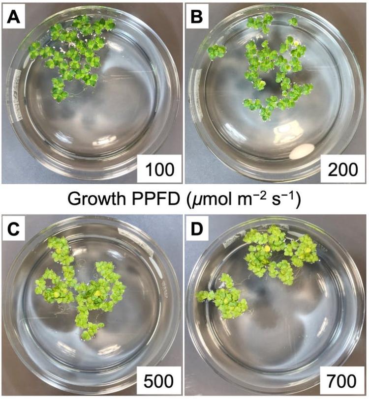 Duckweed grows just as fast under energy-efficient low-intensity light (top left) as it does under bright lights (bottom right). Dr. Jared J. Stewart, CC BY-ND