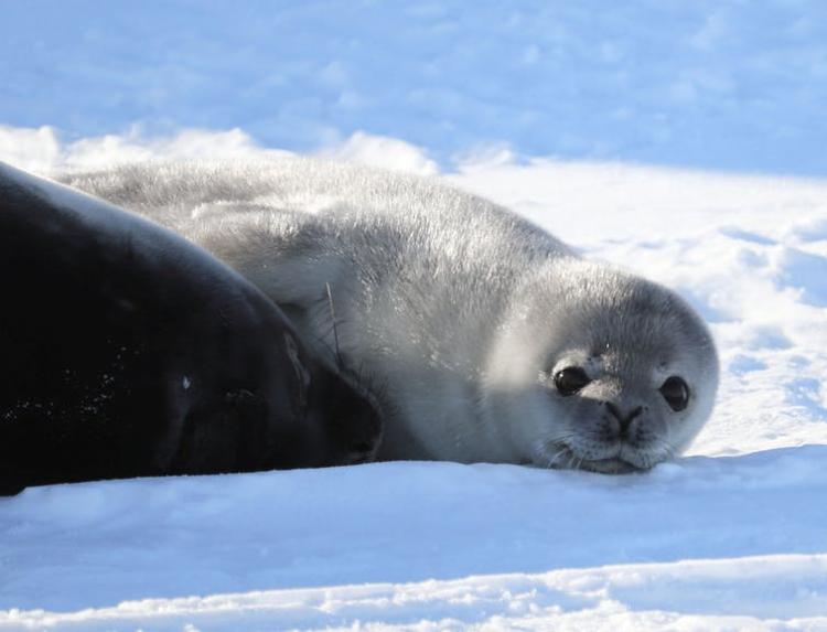 Currently, the world’s largest marine protected area is in the Ross Sea region off Antarctica. Natasha Gardiner, CC BY-ND