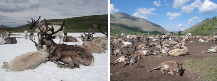 Domestic reindeer in northern Mongolia cool themselves on an ice patch to escape heat and insects (left). Others attempt the same in an area that recent melting has left devoid of perennial ice, hurting herd health. © 2019 Taylor et al., CC BY