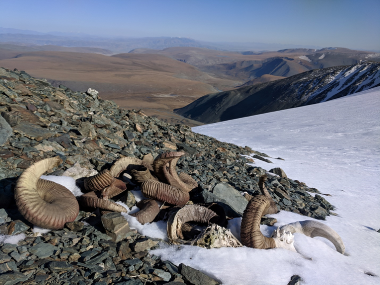 A 1,500-year-old pile of argali sheep skulls and horn curls, perhaps intentionally stacked by ancient hunters, melts from a glacier margin in western Mongolia. William Taylor, CC BY-ND