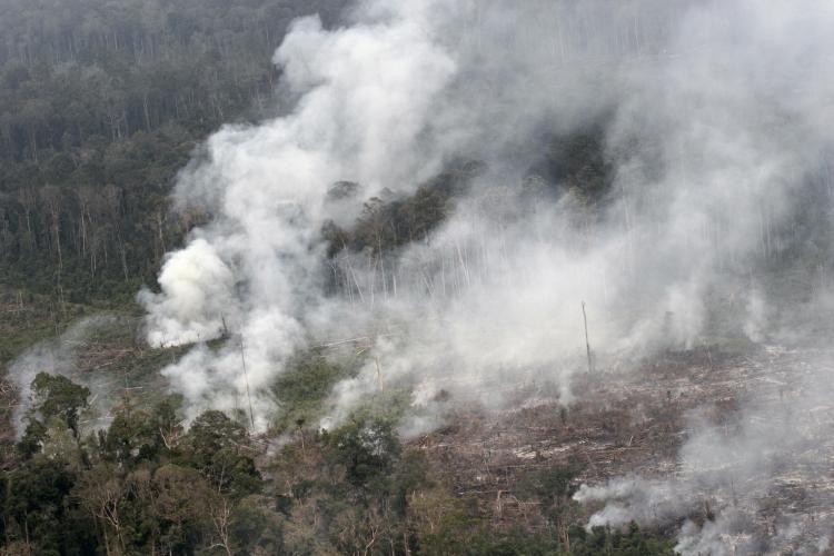 Habitat destruction, fire in primate habitat, Tesso Nilo National Park, Sumatra. Photo courtesy of William F. Laurance, Professor, James Cook University