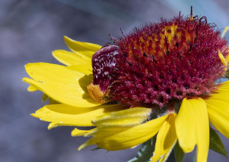 A normal blanketflower occupied by moths and a fasciate blanketflower