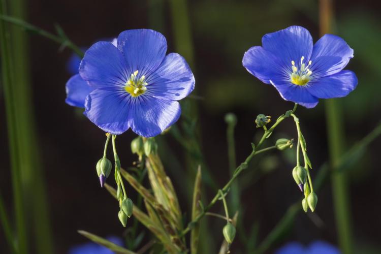 Bright blossoms of Lewis flax are seen from the plains to tree line