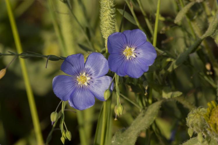 Bright blossoms of Lewis flax are seen from the plains to tree line