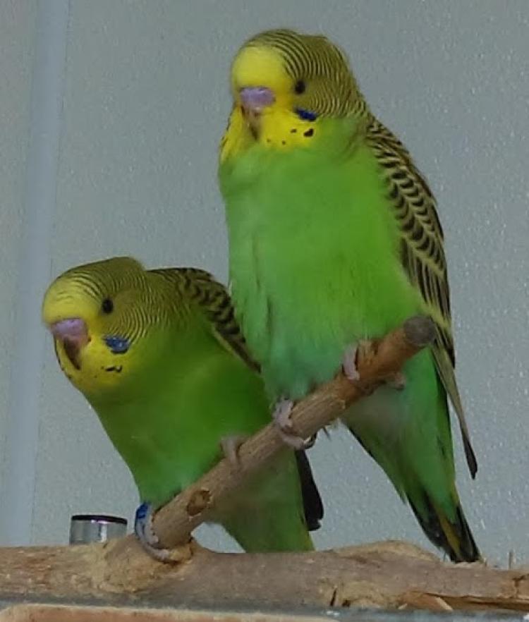 Budgerigar Research