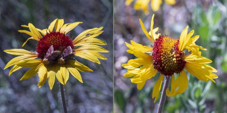 A normal blanketflower occupied by moths and a fasciate blanketflower