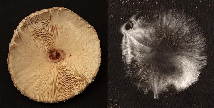 mushroom gills and spores