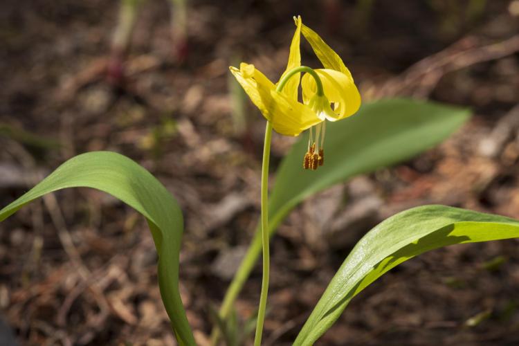 Glacier Lilly