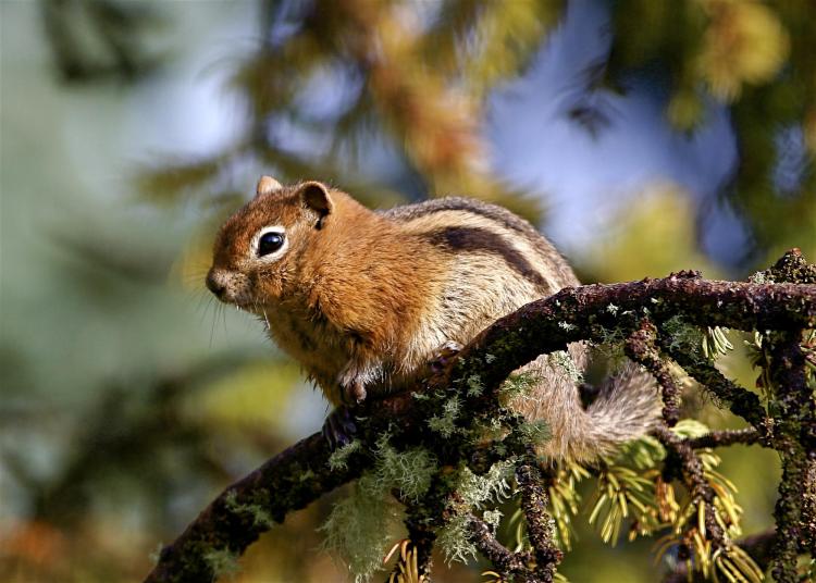 Golden-mantled ground squirrels sound an alarm call that warns not only squirrels but marmots as well