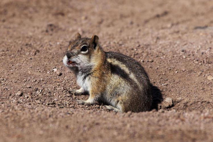 When ground squirrels need to transport food to their burrow, they fill up their cheek pouches, leaving their legs free for climbing and running.