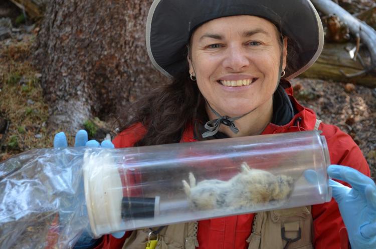 Photograph of Chris Ray with an unconscious pika