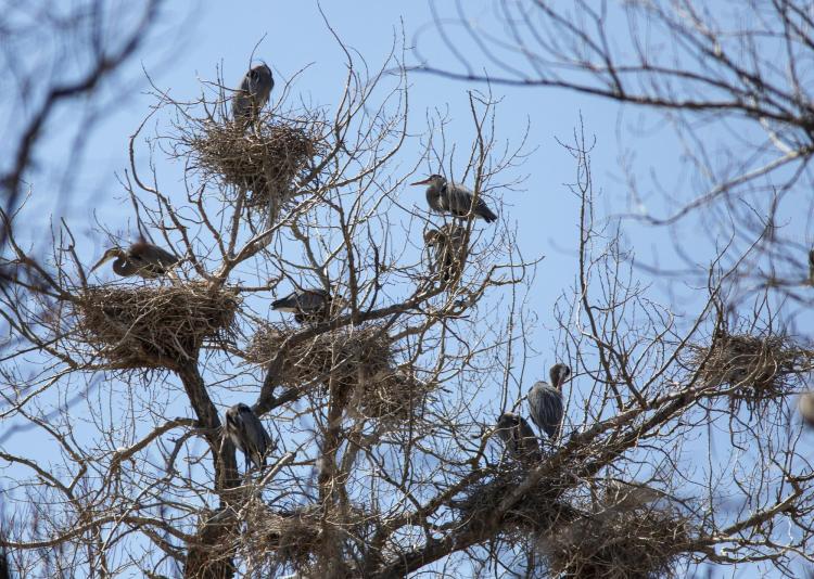 Living in a heronry involves many close neighbors. Photo by Jeff Mitton.