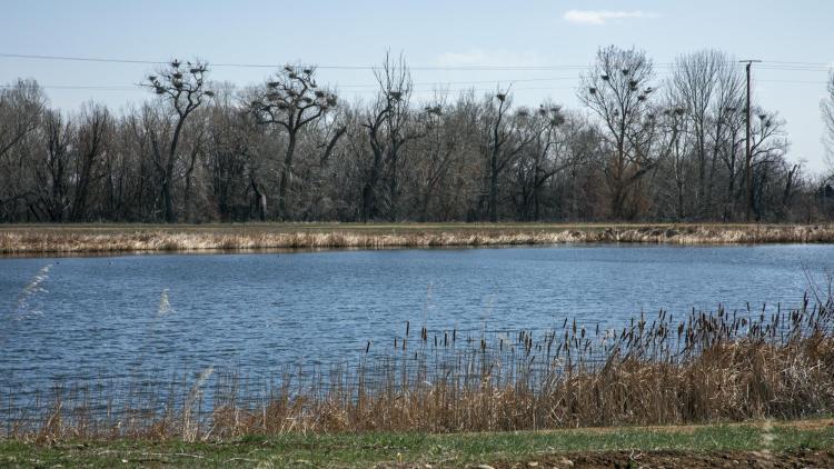 Living in a heronry involves many close neighbors. Photo by Jeff Mitton.
