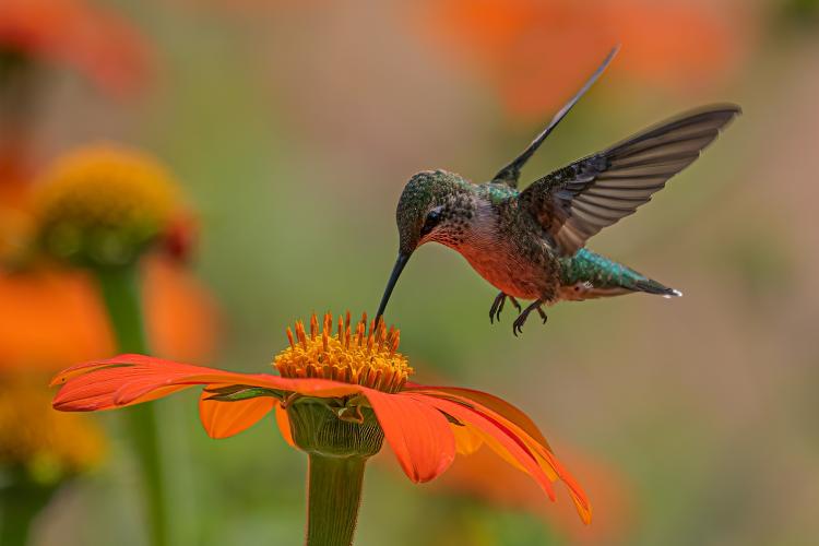 brown hummingbird feeding on orange zinnia