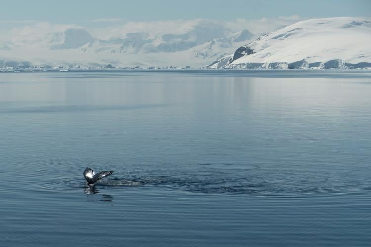 Humpback whale in Antarctica's Hanusee Bay
