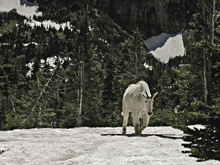A mountain goat walks among the trees