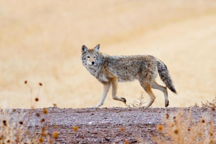 Wolf walking
